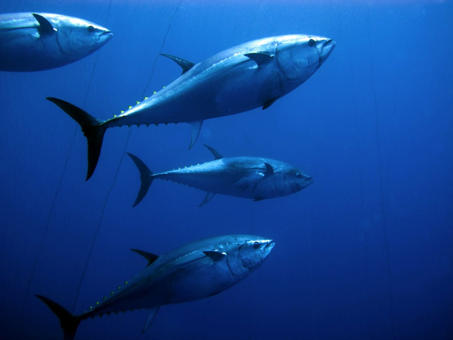 Bluefin Tuna ROFFS™
