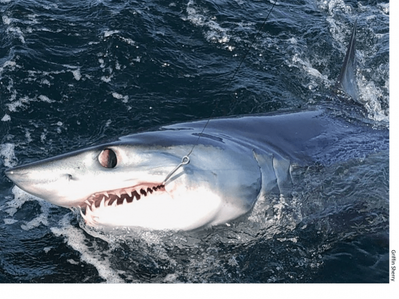 Shark Survey Coming to HMS Permit Holders ROFFS™