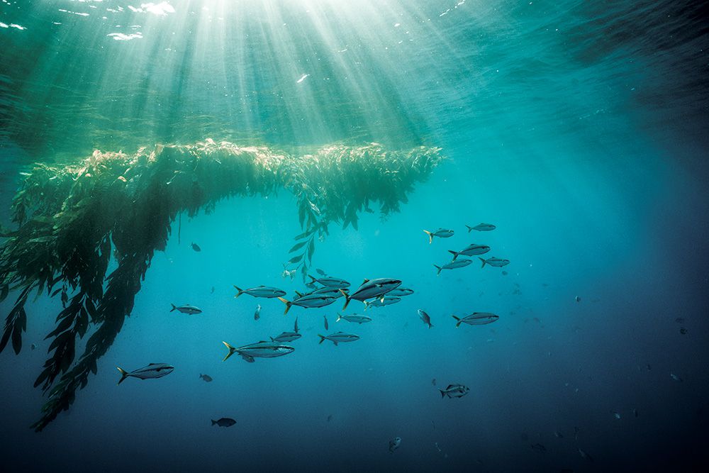 Why Fish are Attracted to Weeds ROFFS™