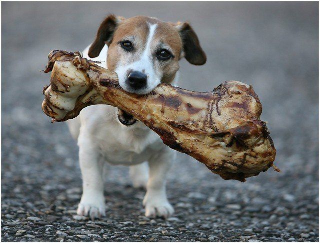 Big bone Funny pictures of animals