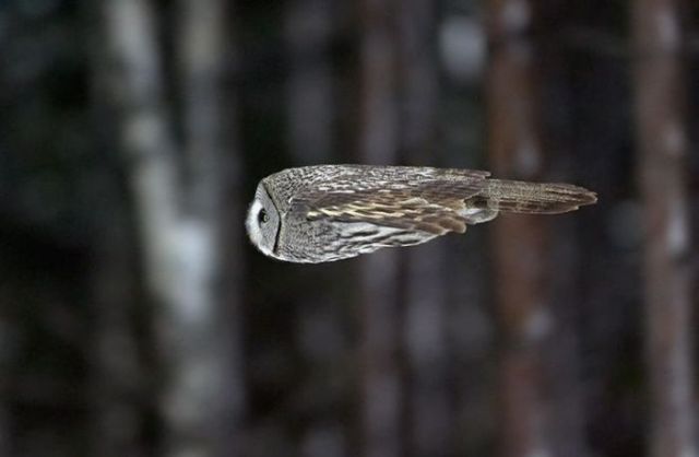 Fast owl Funny pictures of animals