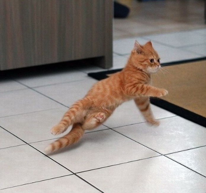 Breakdancing cat Funny pictures of animals