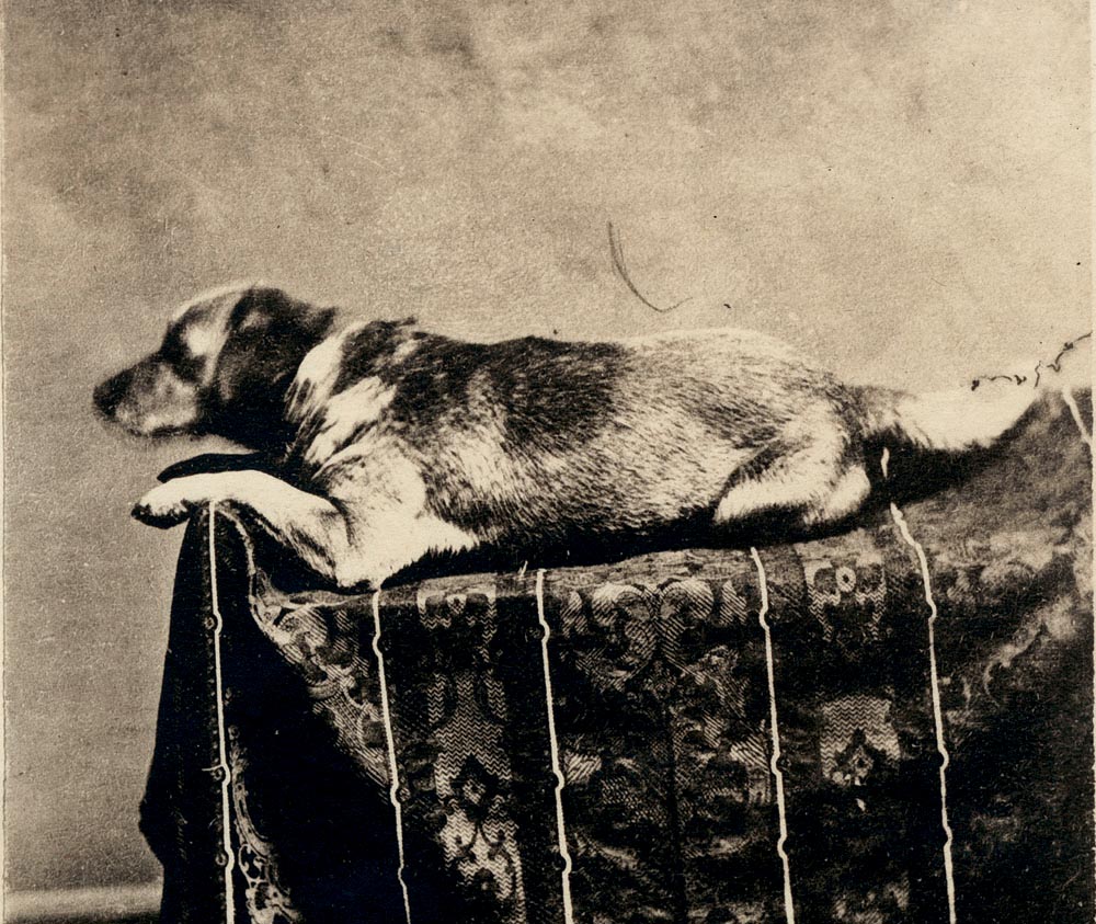 Fido Abraham Lincoln's Dog