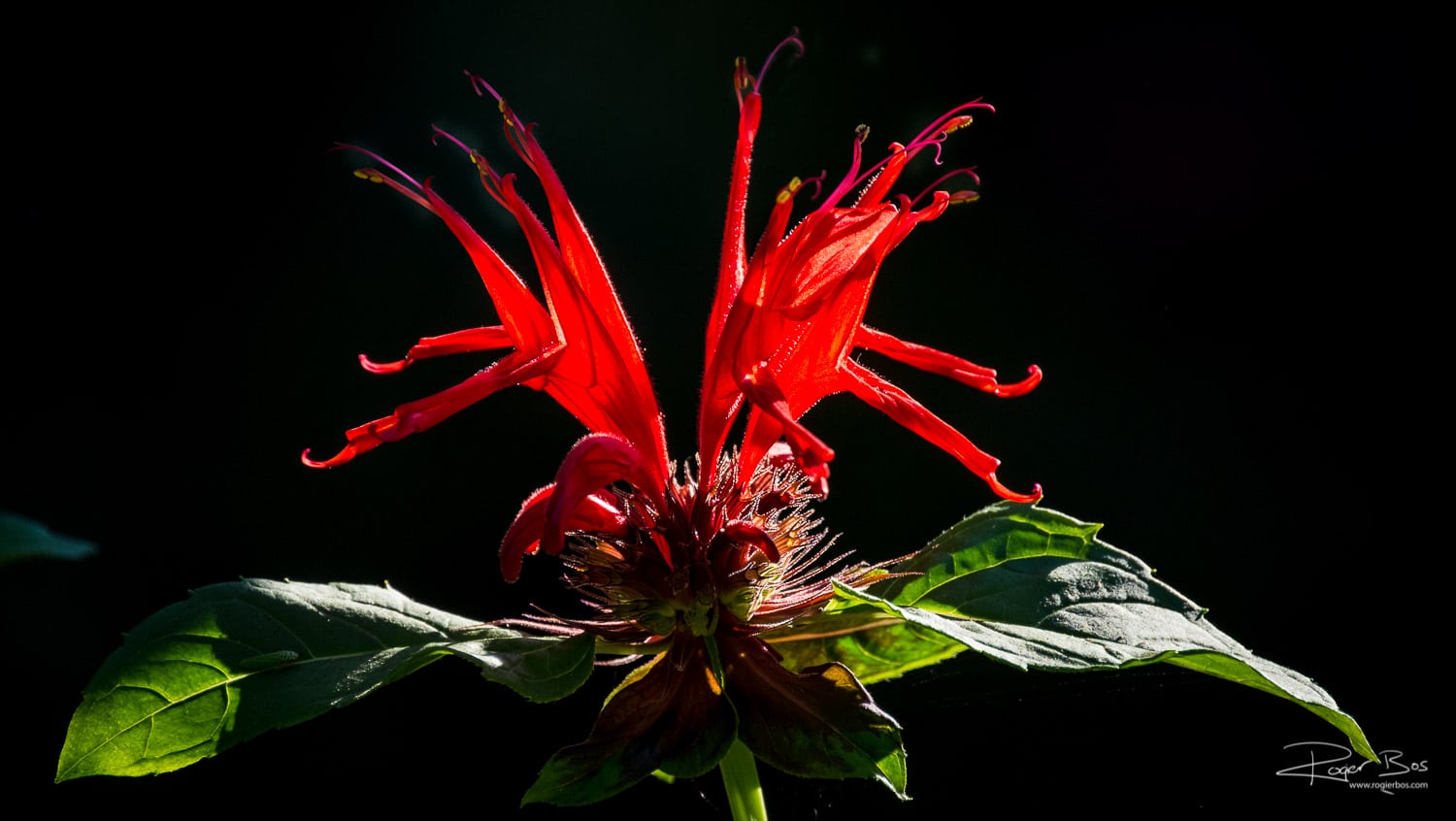 Holiday Day 1 Vancouver Rogier Bos — fotograaf voor bedrijf