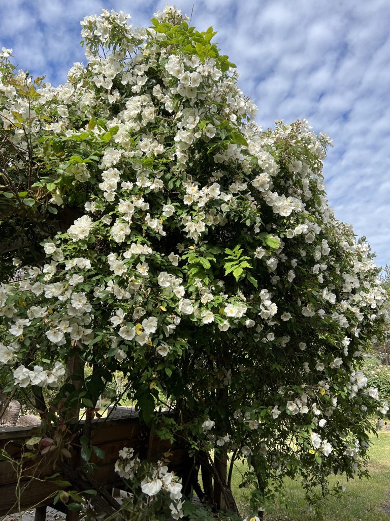 Secret Garden Musk Climber Rogue Valley Roses