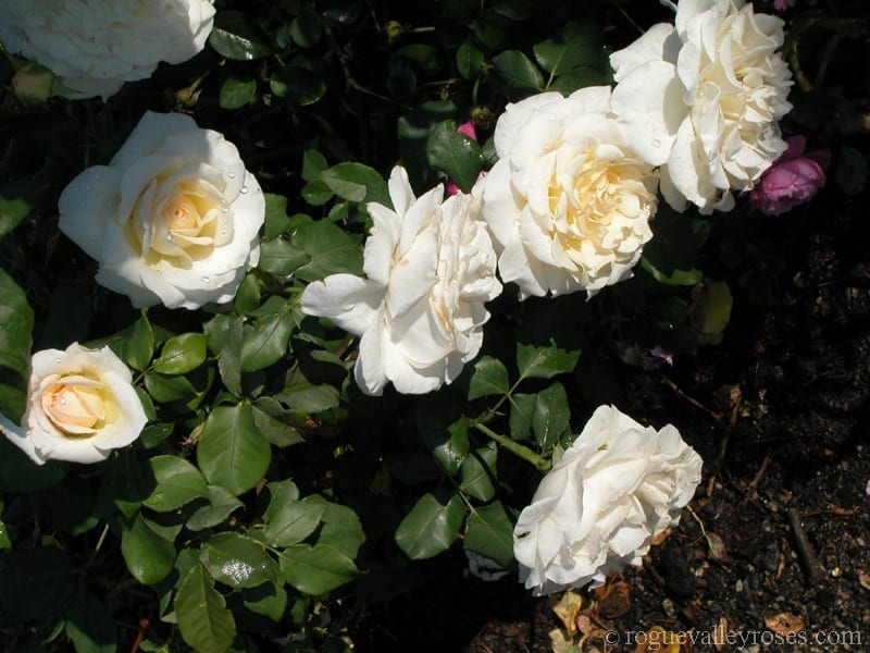 French Lace Rogue Valley Roses