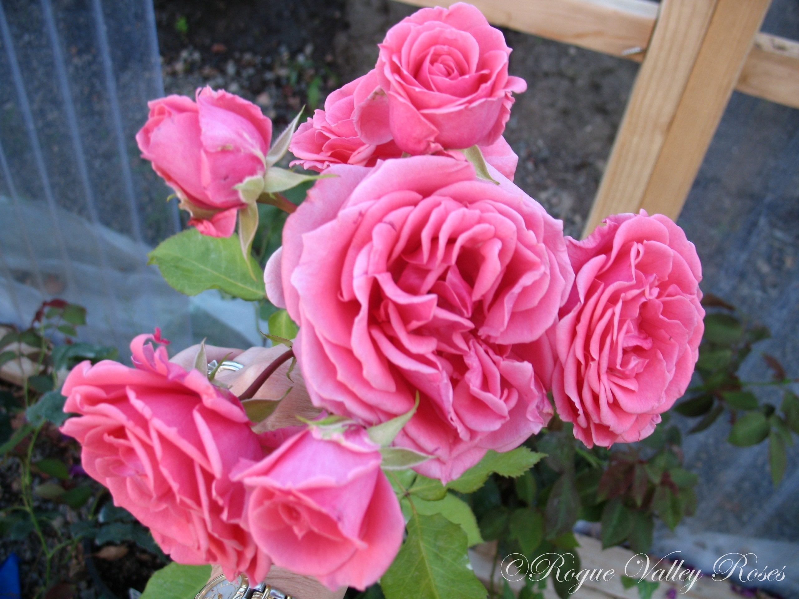 Pink A Boo Rogue Valley Roses