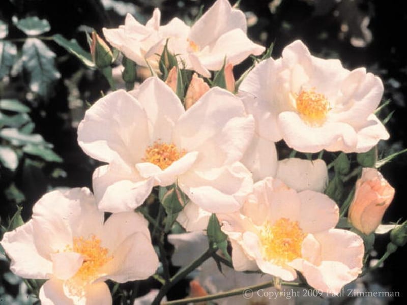 Sally Holmes Rogue Valley Roses