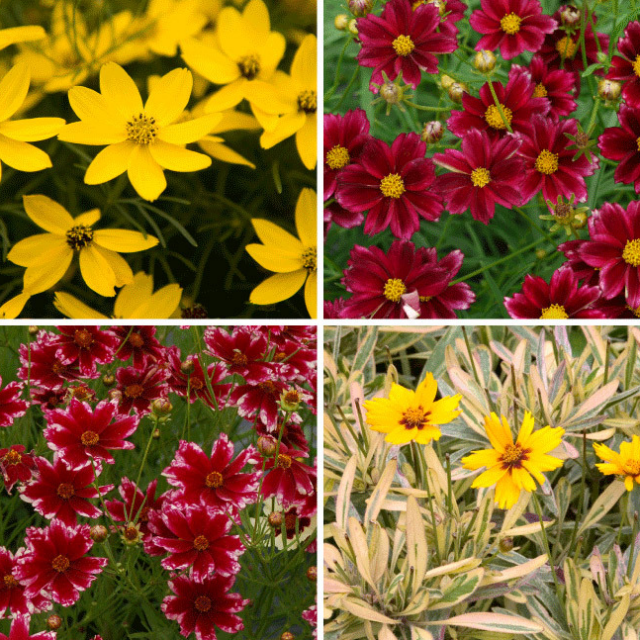 I’m Reliable and Beautiful Rohsler's Allendale Nursery