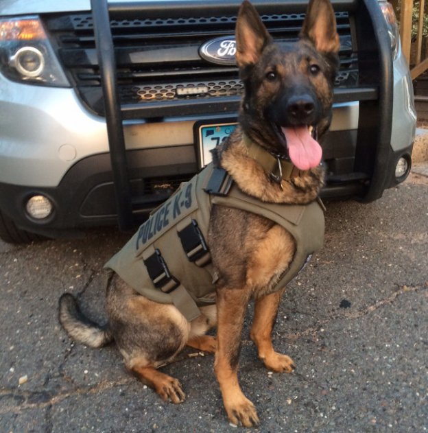 Police Drug Dogs Really are Specifically Trained to Detect Anabolic