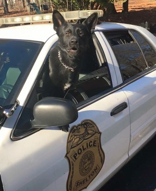 Police Drug Dogs Really are Specifically Trained to Detect Anabolic