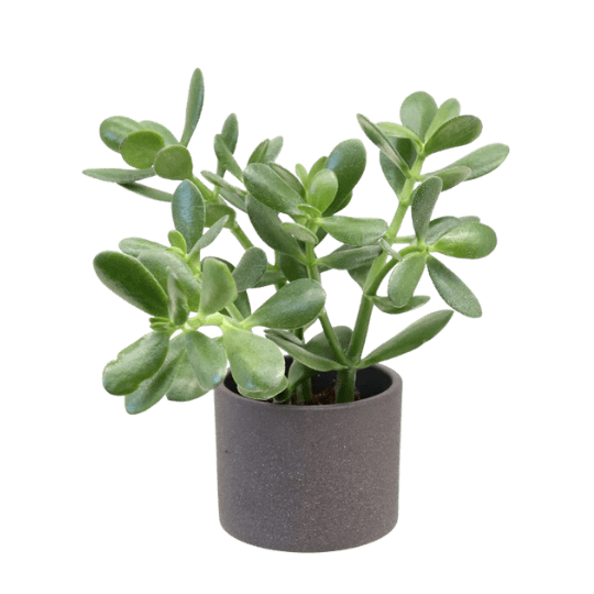 Jade Plant Rokn Alashjar