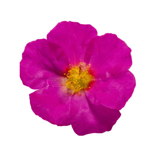 Moss Rose Rokn Alashjar
