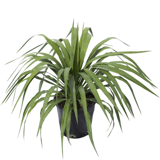 Soft Yucca Rokn Alashjar