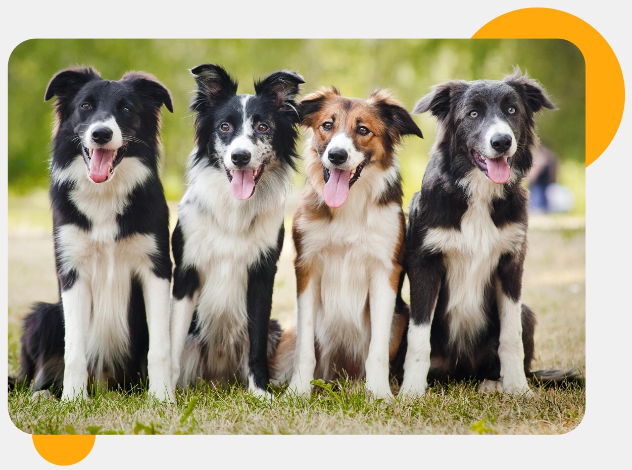 Rokos Pet Grooming & Boarding Humble Texas