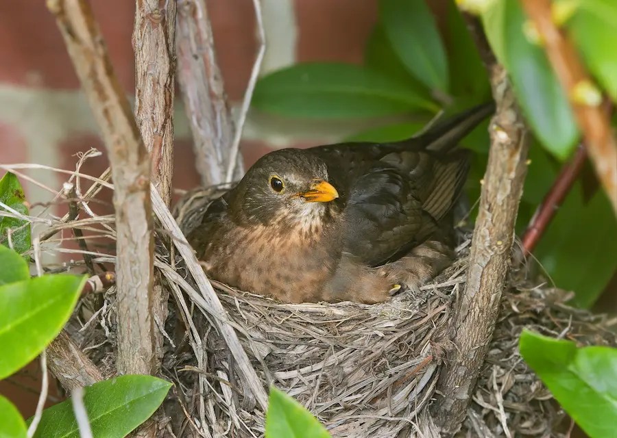 8 Tips On How To Prevent Birds From Nesting Again Rolism