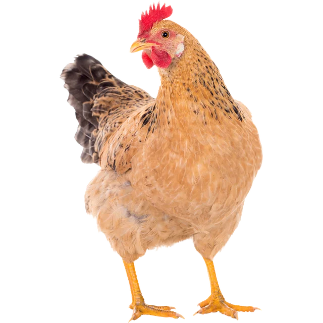 View Ads RollaMarketPlace Ozarks Classified Ads