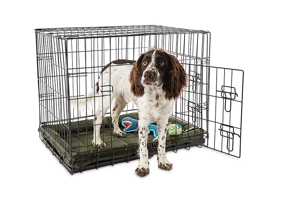 Pamper the fourlegged member in your household during Aldi's Pet Event