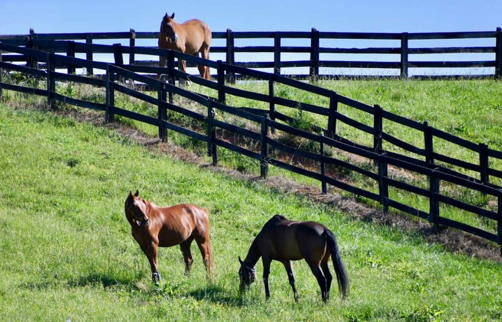 Rolling Acres Show Stables One of the top Hunter/Jumper training