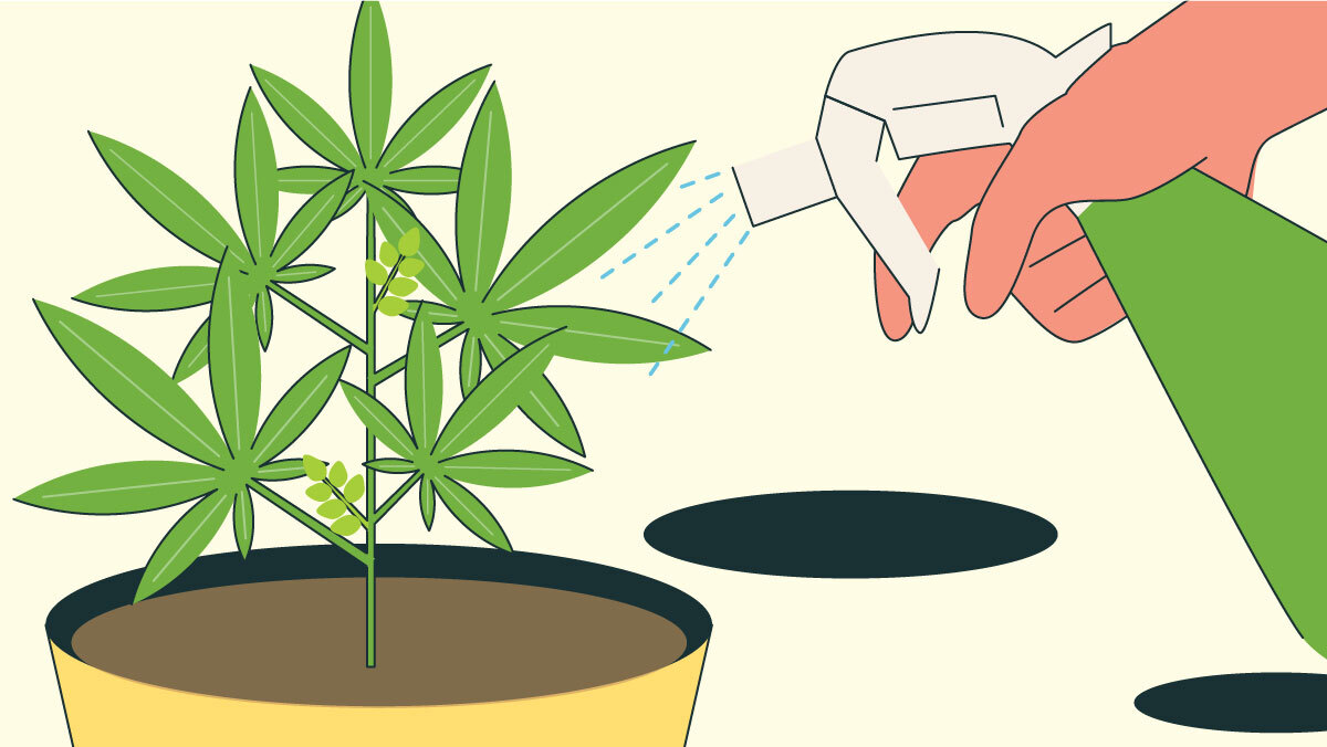 MiracleGro Review Is It Good for Your Cannabis Plant? Rolling Paper