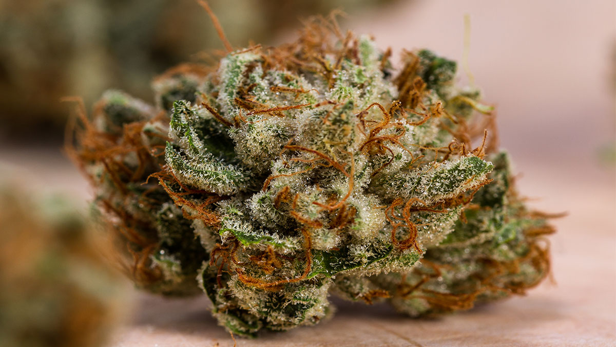 Gelato Cake Marijuana Strain Information & Review Rolling Paper