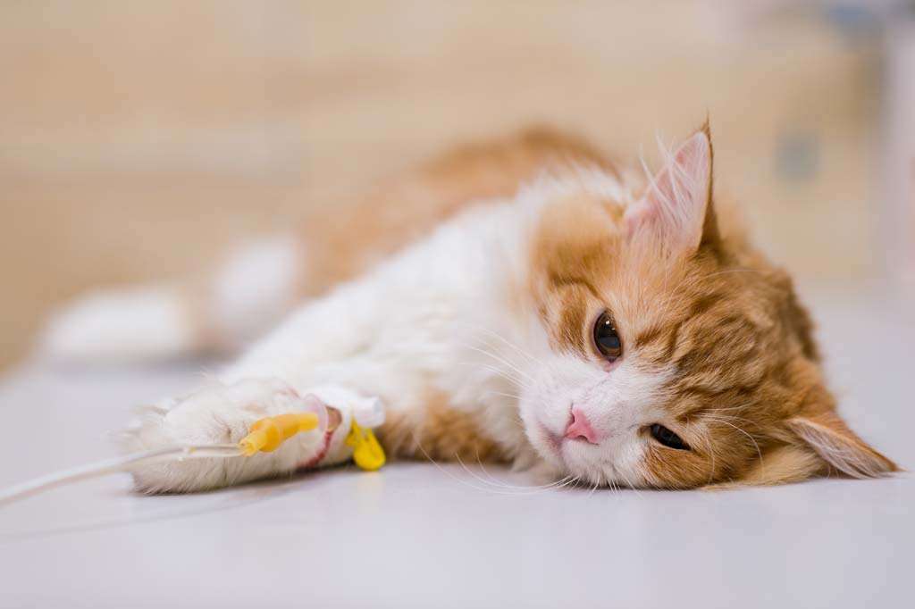 Seltene Krankheit Mehr als 300 Katzen in Großbritannien
