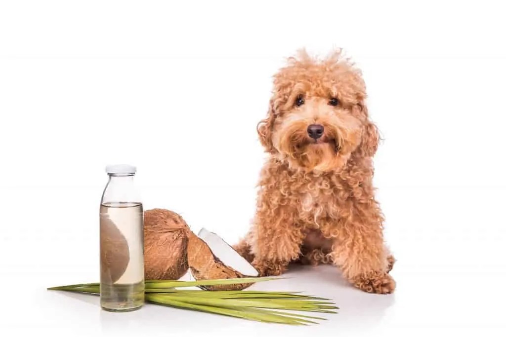 Find Out if Brushing a Dog's Teeth with Coconut Oil Works