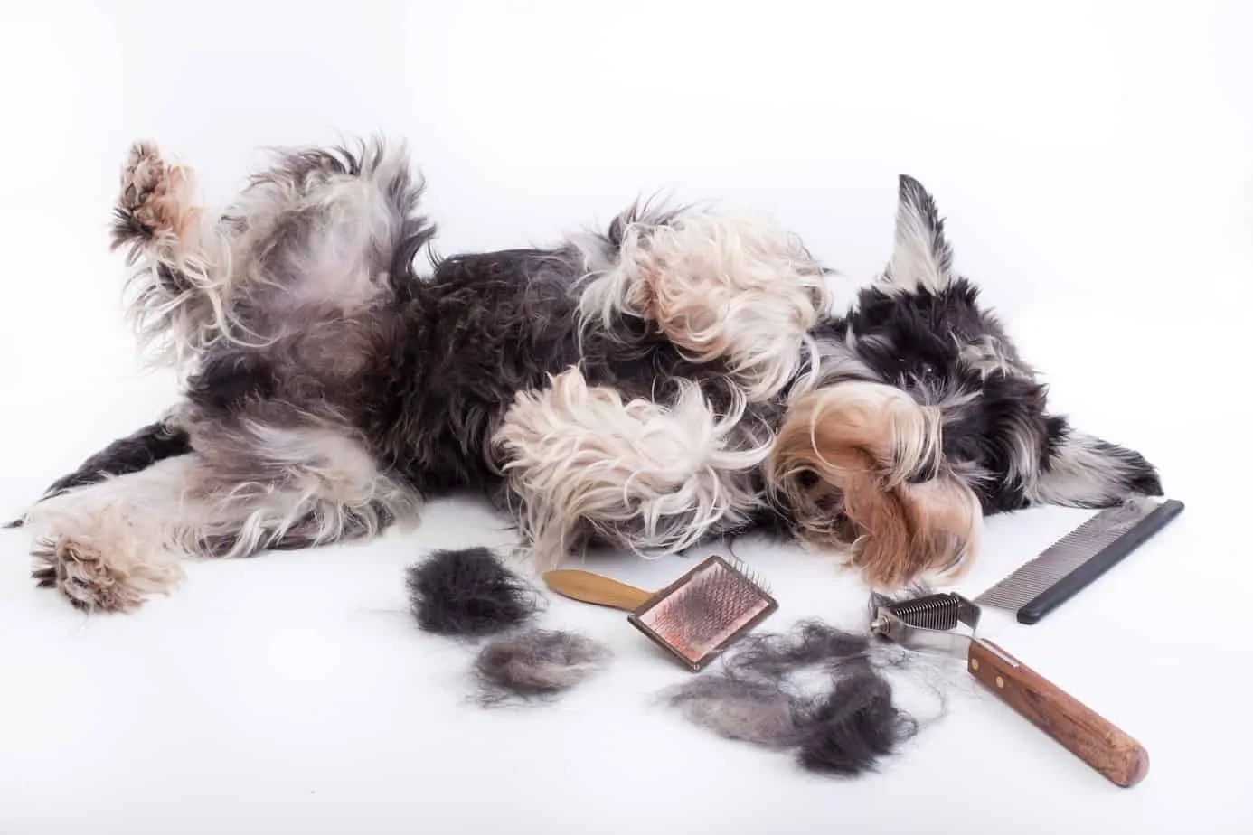 Find Out How Often Should You Brush Your Dog Coat Health