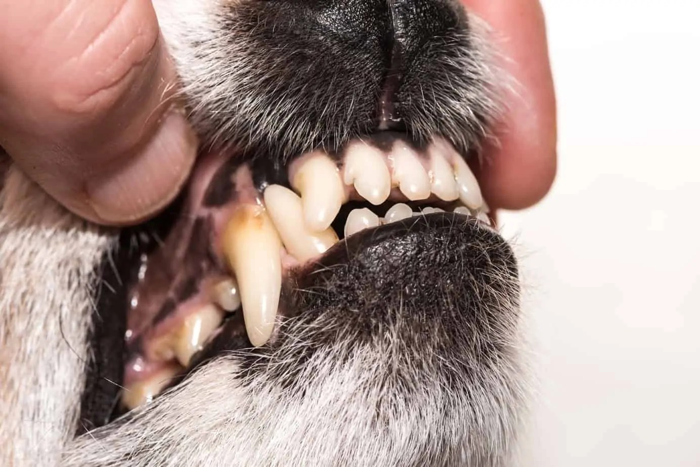 Cleaning Plaque Off Dog Teeth How To Do It Exactly?