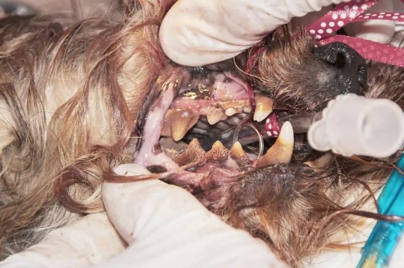 Cleaning Plaque Off Dog Teeth How To Do It Exactly?