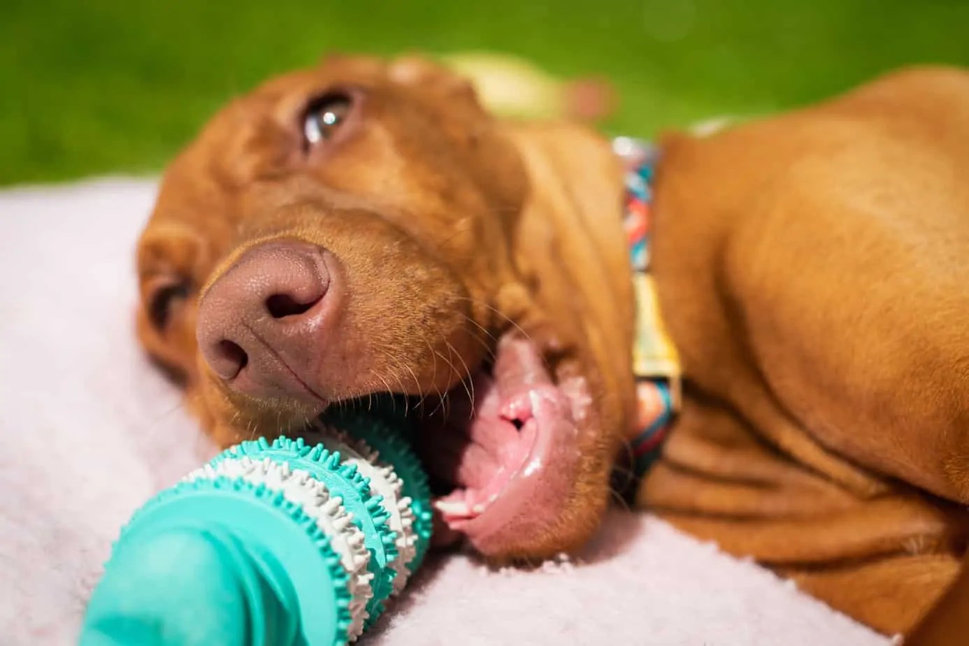 Find Out if Brushing a Dog's Teeth with Coconut Oil Works