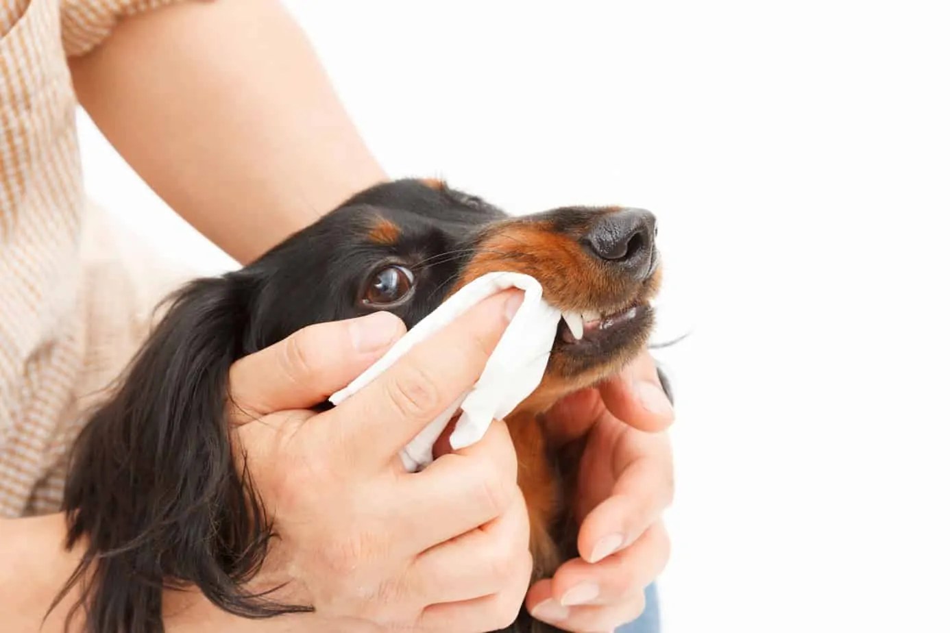 Cleaning Plaque Off Dog Teeth How To Do It Exactly?