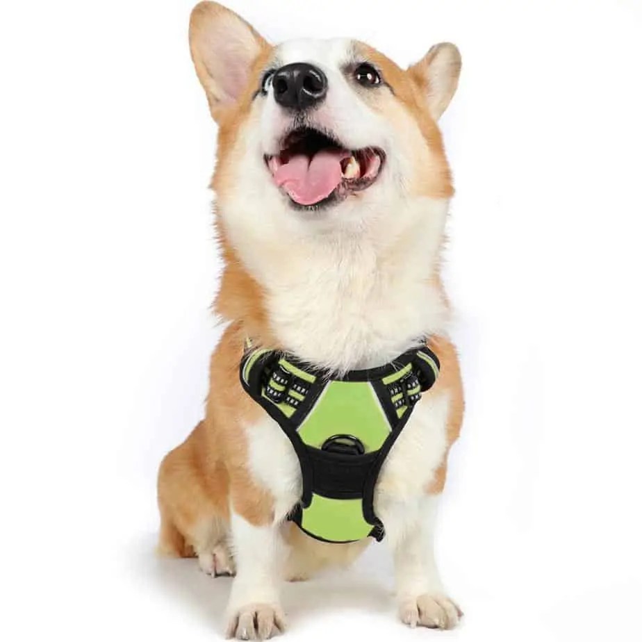Rabbitgoo Dog Harness Medium NoPull Pet Harness Review