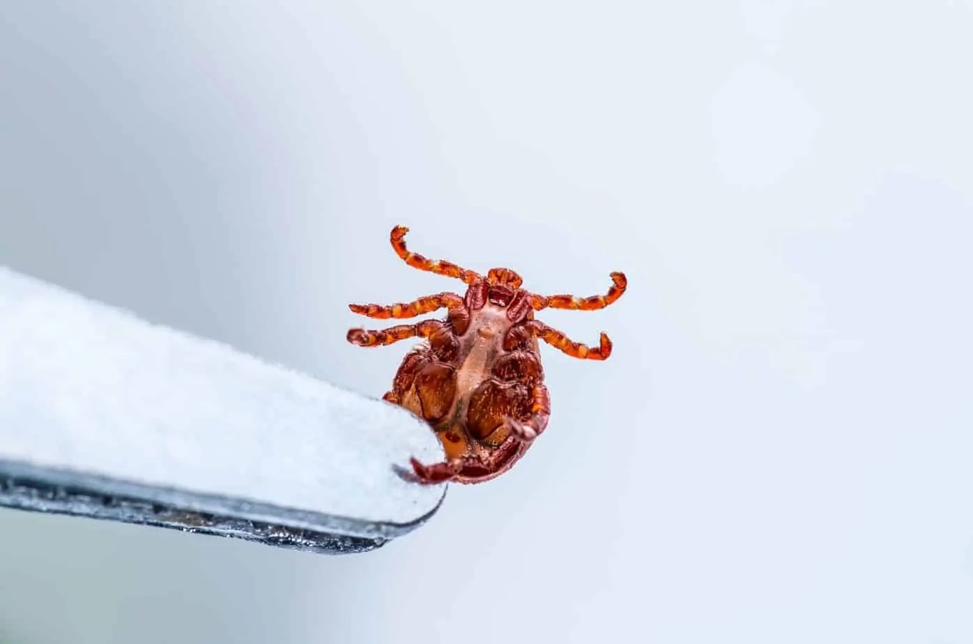 How to Remove Tick Head After Body is Gone