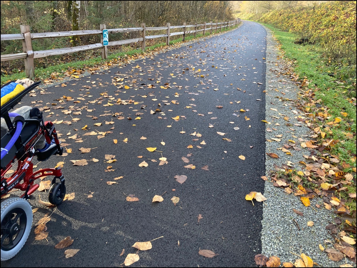 Black River Riparian Forest (Interurban Trail) Rolling Washington
