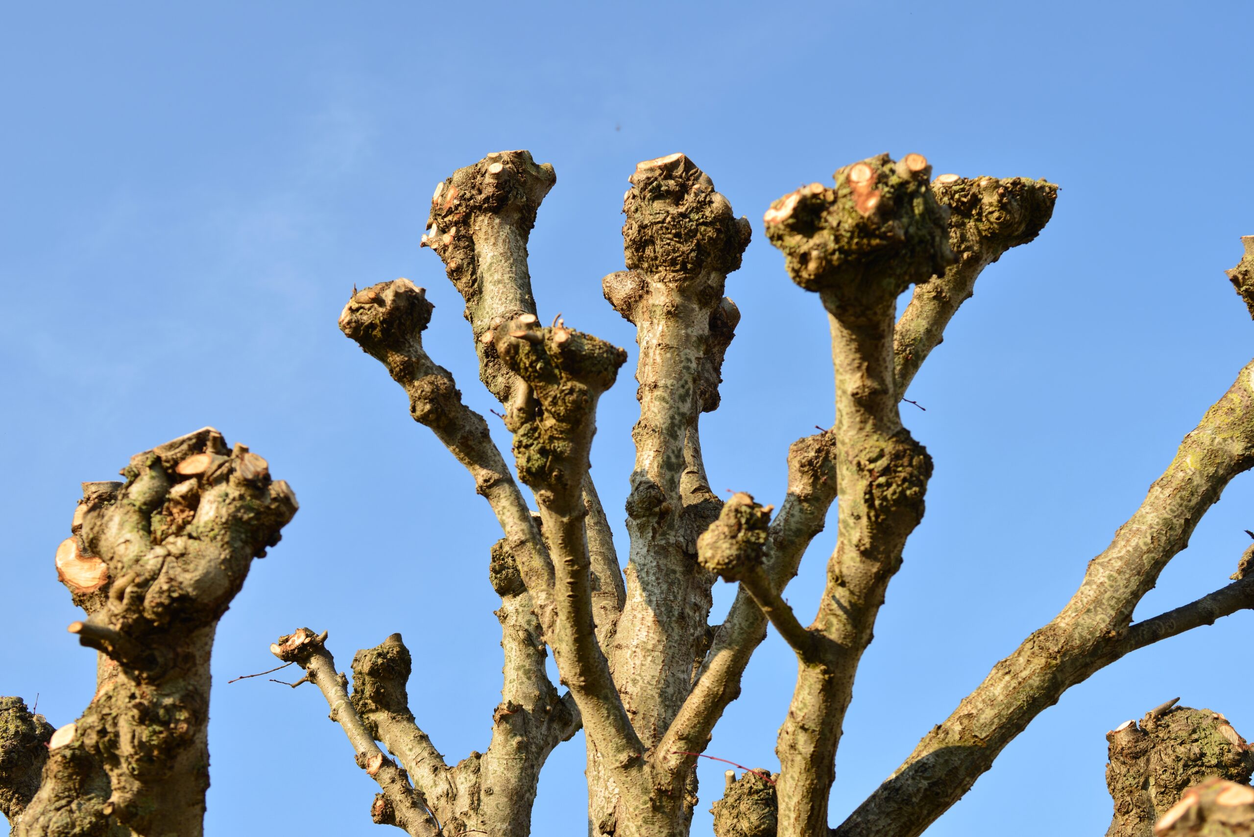 Pollarding Roman River Trees