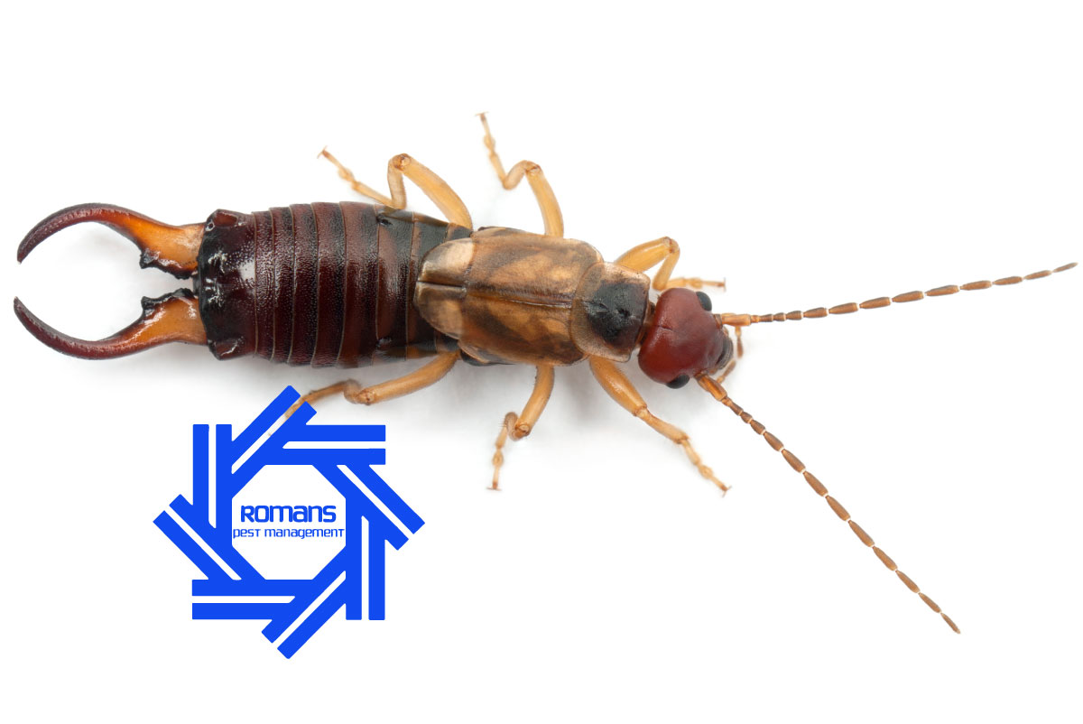 What Exactly Is An Earwig? And Do They Crawl In Your Ears?