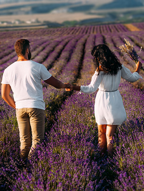 Romeo Lavender Farm Fresh Lavender in Romeo, MI