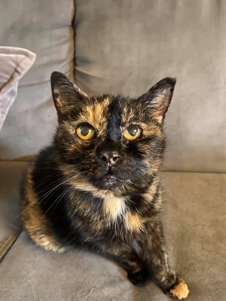 Halls Rome Pet Cremation