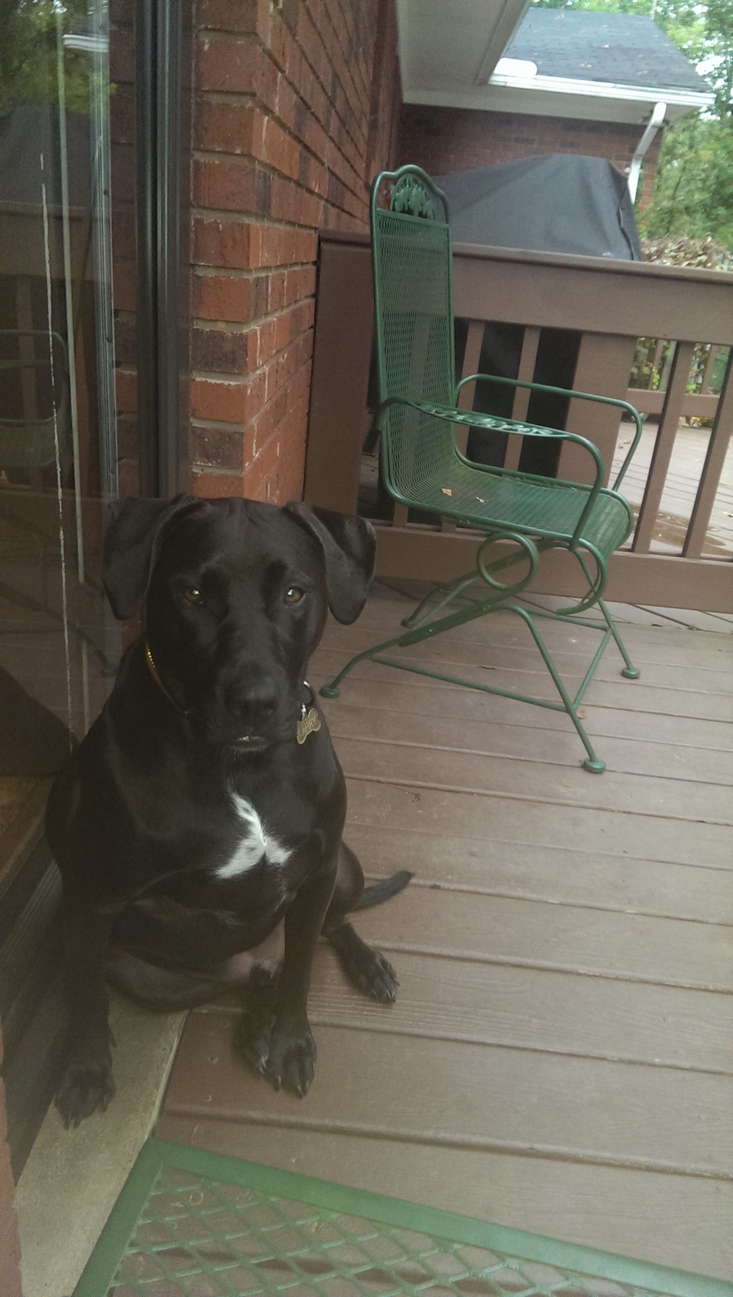 Halls Rome Pet Cremation