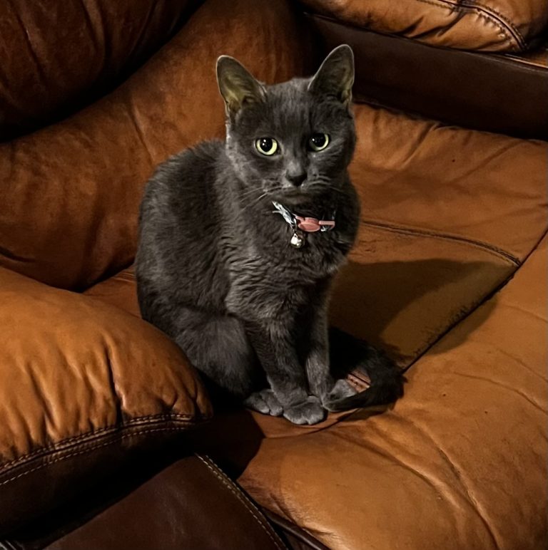 Halls Rome Pet Cremation