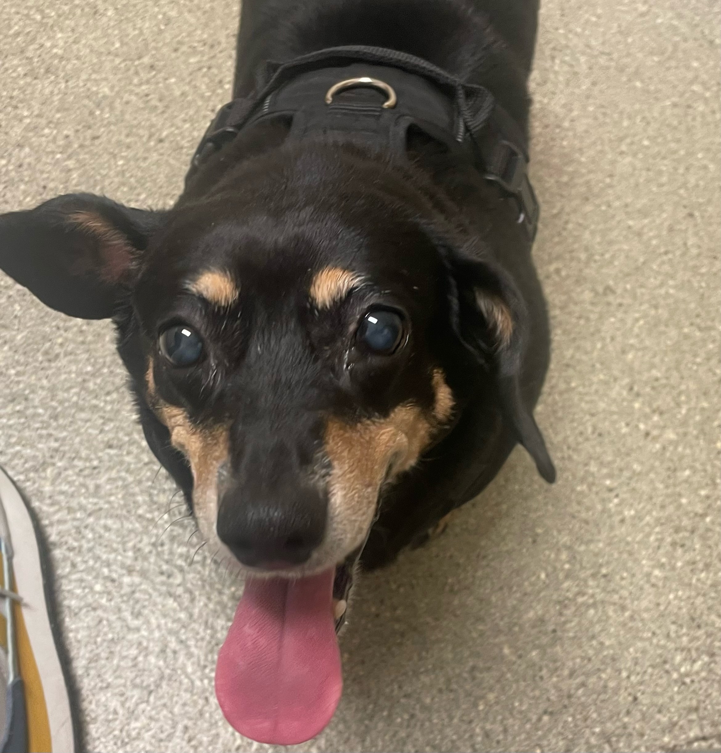 Halls Rome Pet Cremation