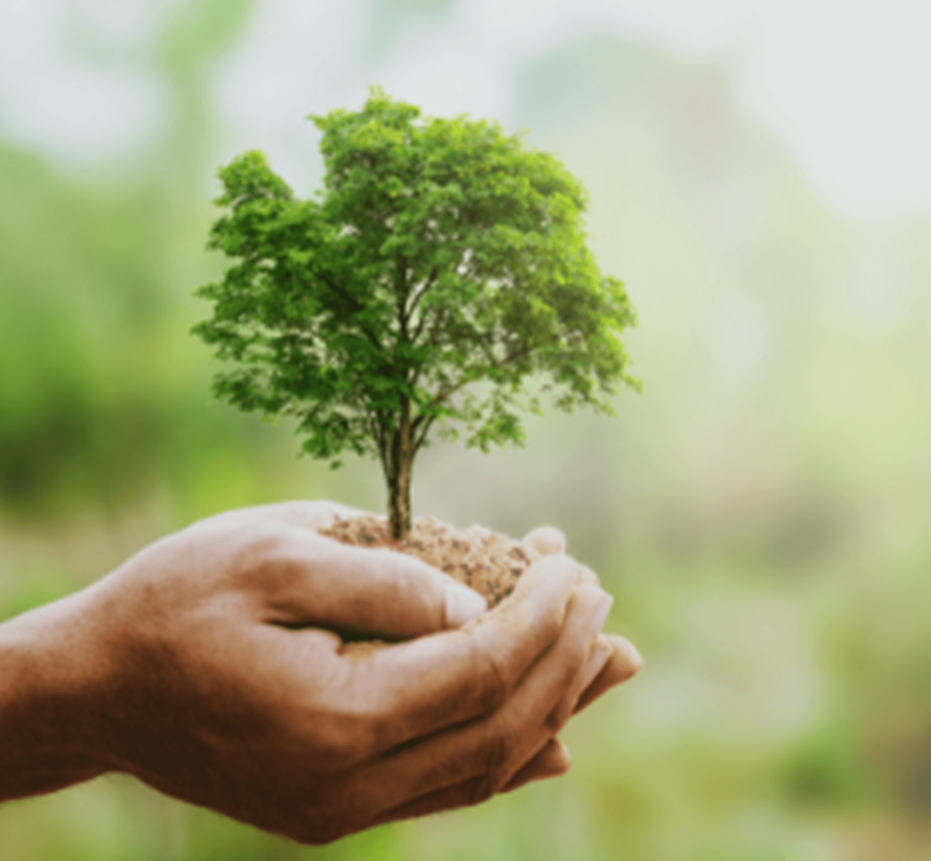 Tree Planting Riverside, CA Romero's Tree Service