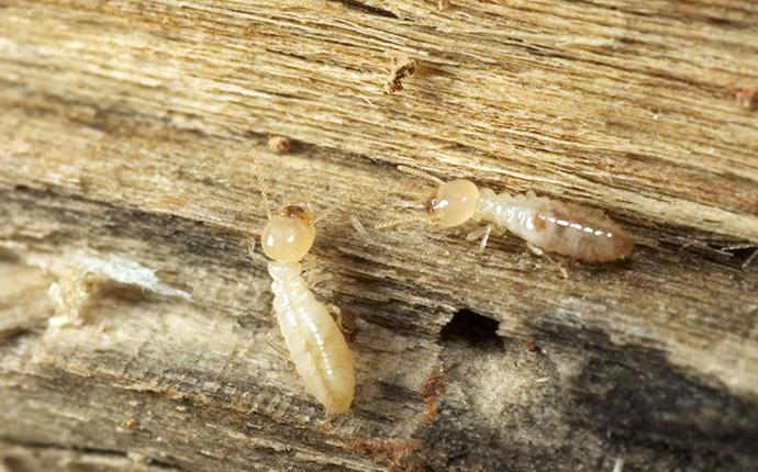 Complete Guide To Termites In Texas Identification & Termite Control