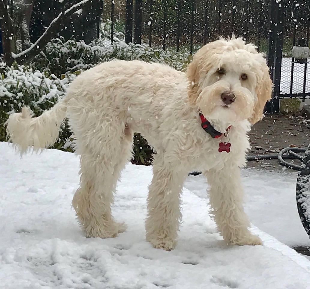 Studs Australian Labradoodles USA