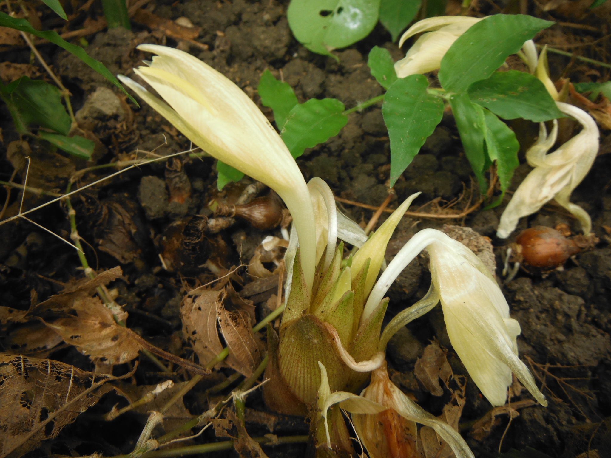 夏ミョウガの収穫～庭の片隅で、簡単に栽培してます～ 自給自足の小さな暮らしーろん農園ー