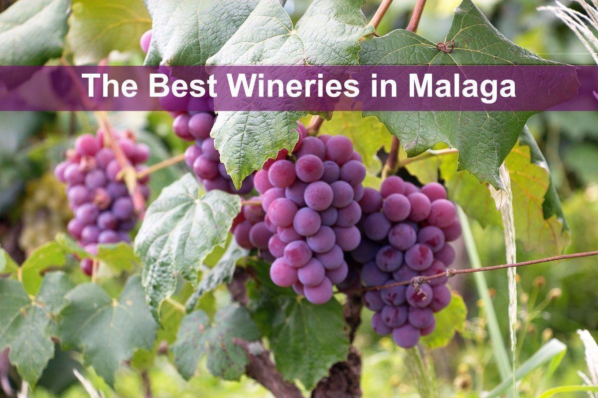 The Best Wineries in Malaga Ronda Wine Tours