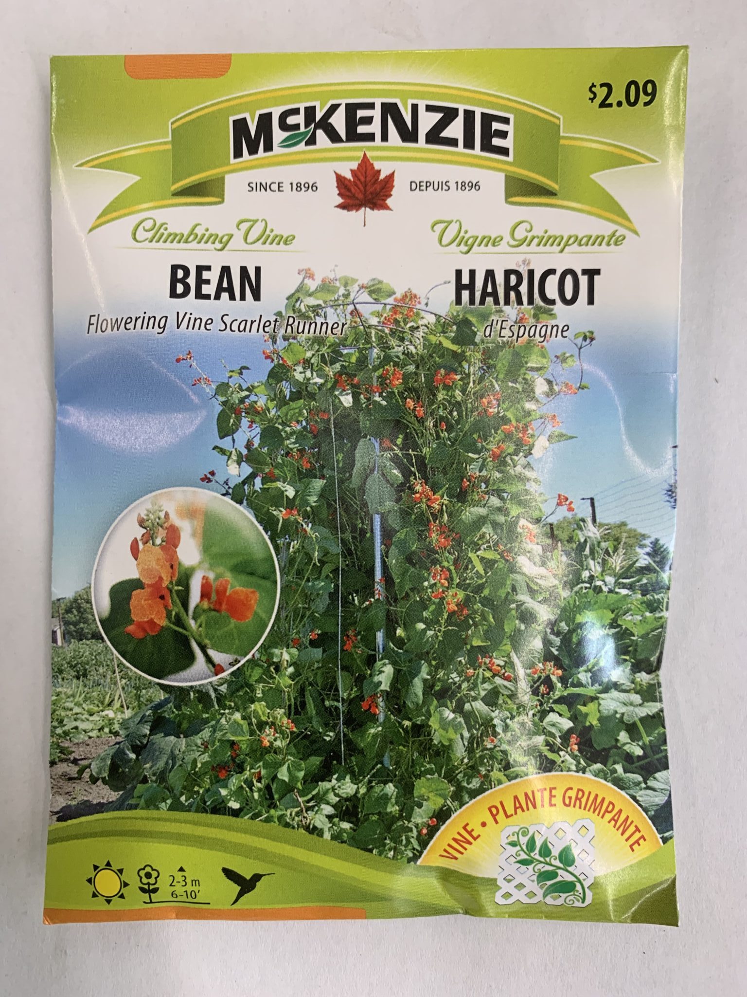Mckenzie Seed Bean Flowering Vine Scarlet Runner Winnipeg