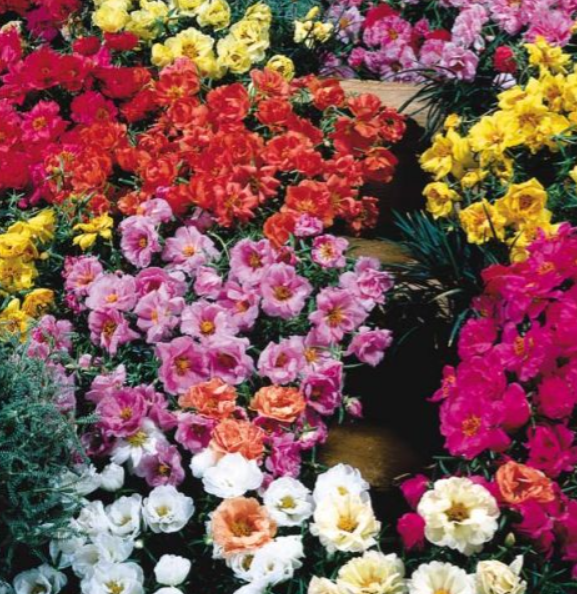 Portulaca Sundial Mix 6 pack Winnipeg Greenhouses and Garden Centre
