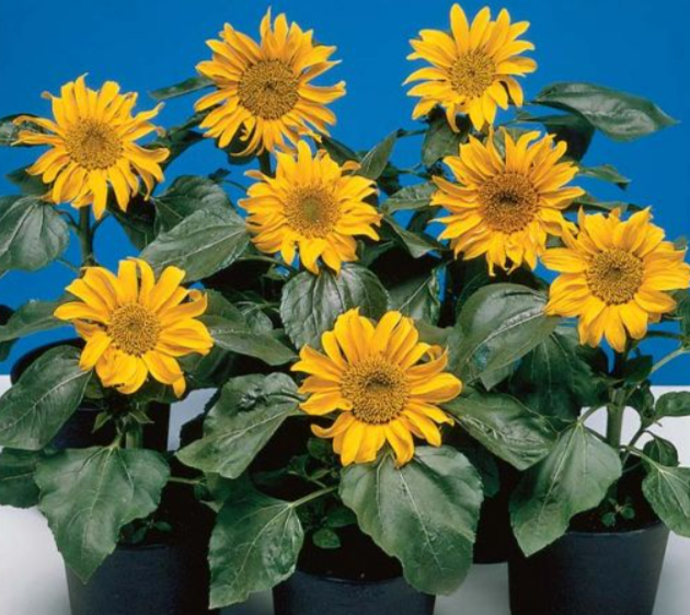 Sunspot Helianthus Sunflowers 2.5" Pot Winnipeg Greenhouses and